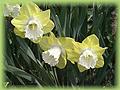 Narcissus  'Snowfrills' 